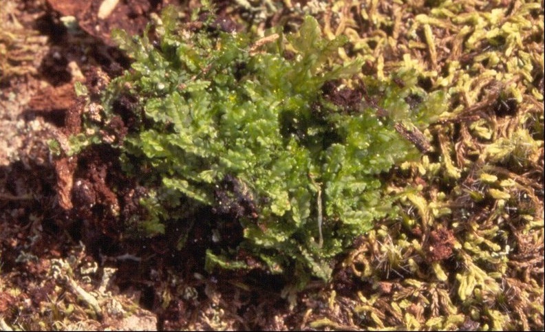 Liverwort Chiloscyphus semiteres
