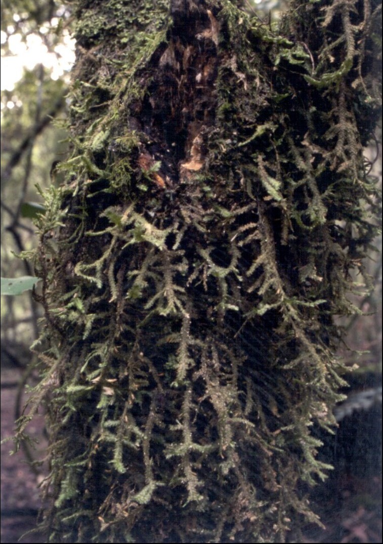 Moss Neckera pennata