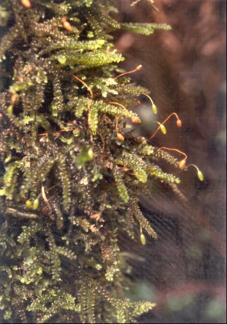 Moss Lembophyllum divulsum