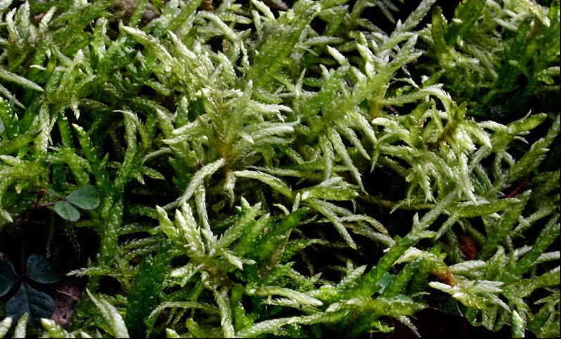 Neat Feather Moss