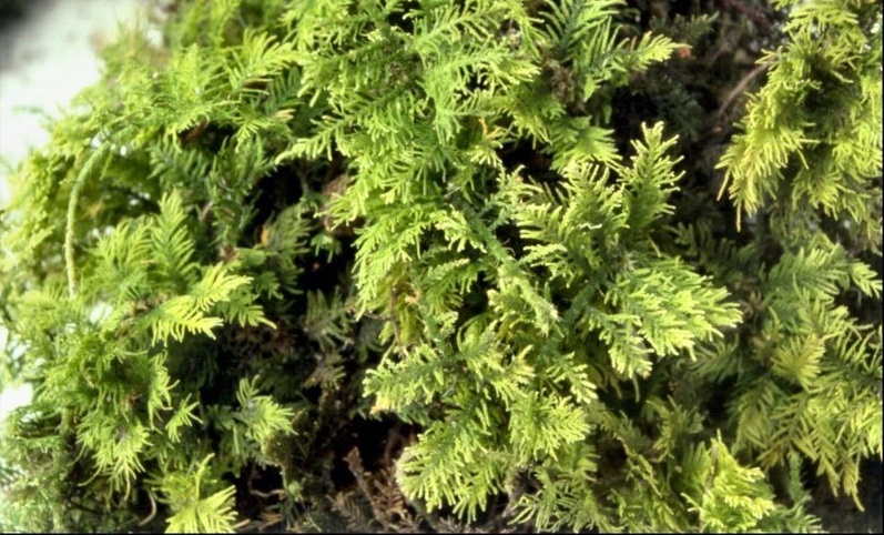 Moss Thuidiopsis sparsa