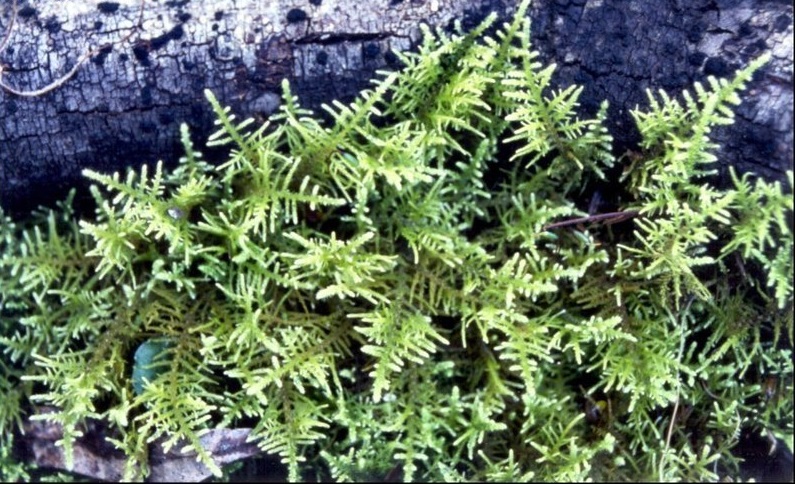 Moss Thuidiopsis furfurosa