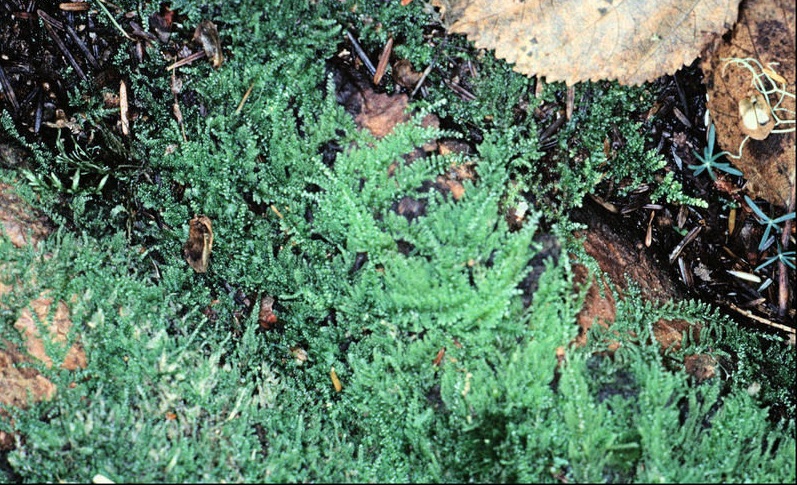 Spring Claw Moss, Fern-leaved Hook-moss