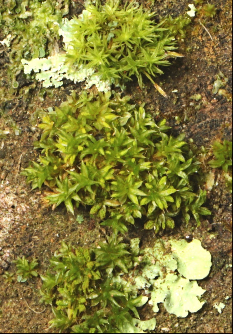 Moss Tortula papillosa
