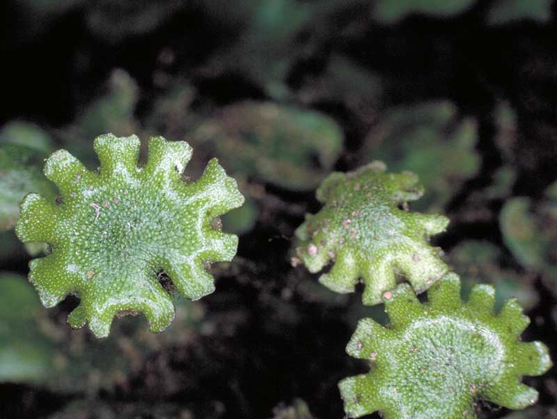 Liverwort Marchantia