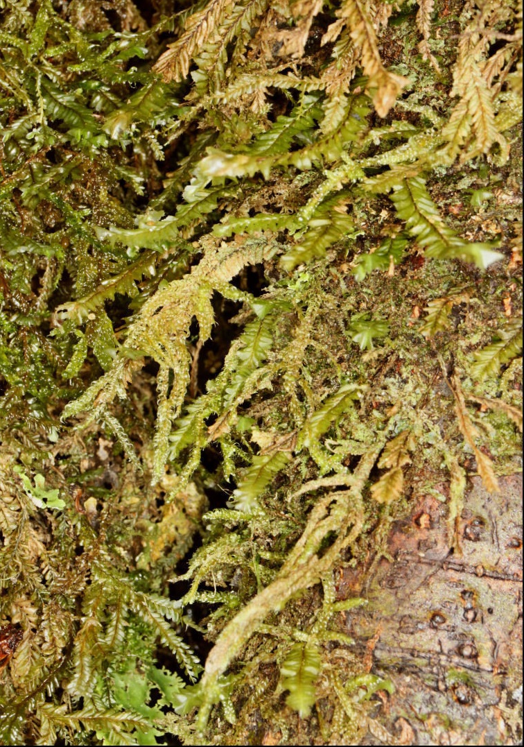 Moss Trachyloma planifolium