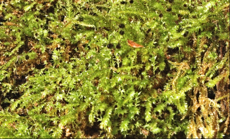 Moss Leptotheca gaudichaudii