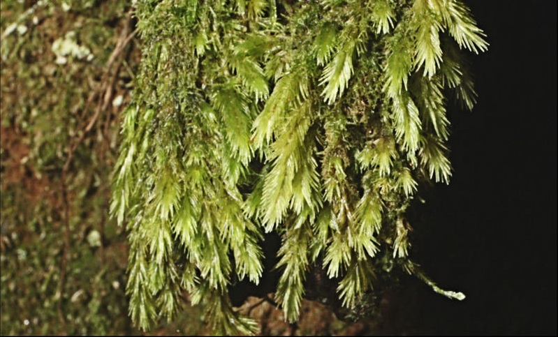 Moss Leucobryum candidum
