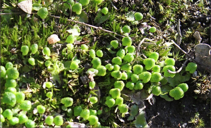 Thallose Liverworts