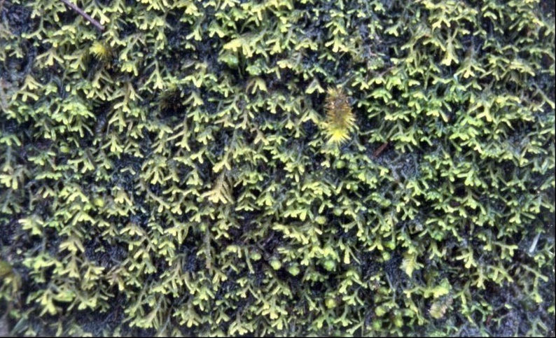 Liverwort Lepidozia ulothrix