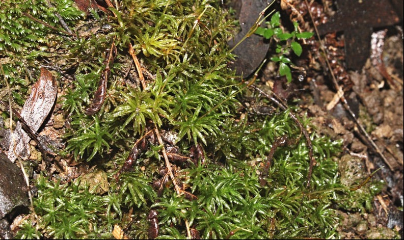 Moss Polytrichadelphus magellicanus