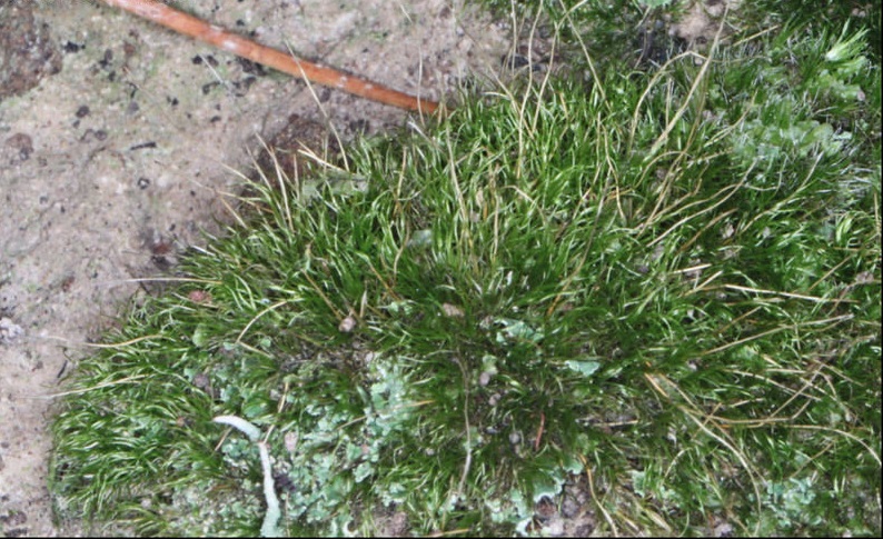 Moss Ditrichum cylindricarpum