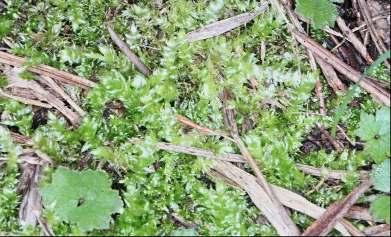 Moss Rhynchostegium tenuifolium