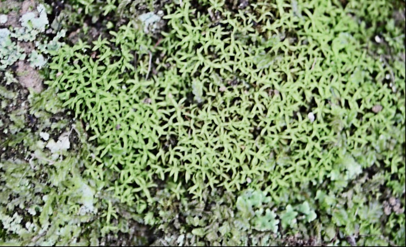 Moss Bryoerythrophyllum binnsii