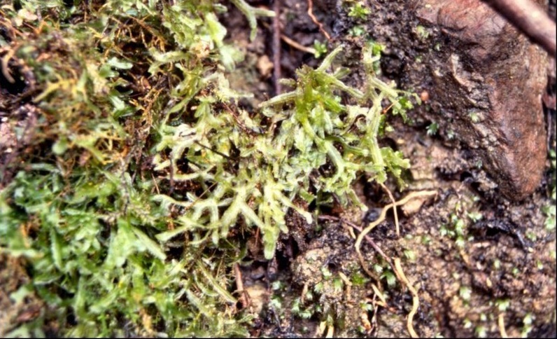 Liverwort Metzgeria decipiensTree Ruffle Liverwort