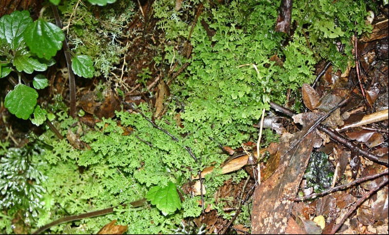 Trichocolea Species, Liverwort, Woollywort