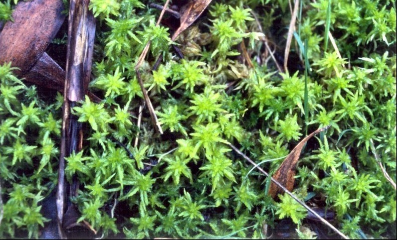 Sphagnum Species, Sphagnum Moss