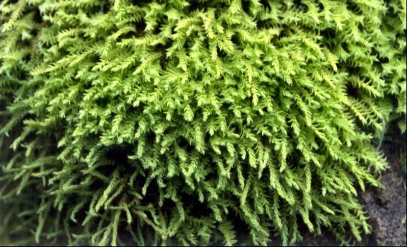 Moss Philonotis tenuis