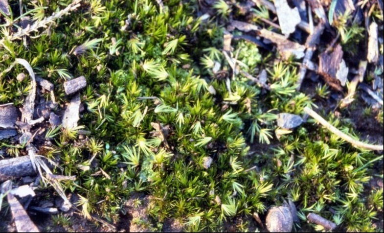 Moss Campylopus clavatus