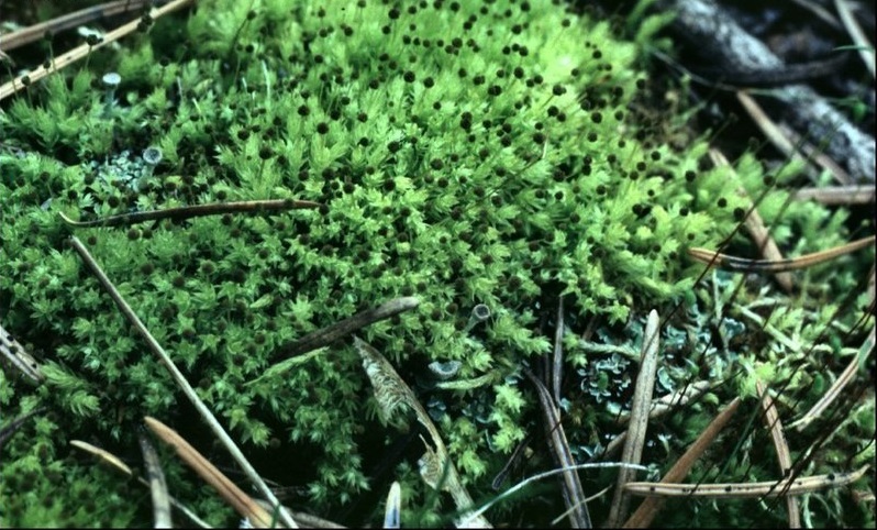 Moss Aulacomnium androgynum
