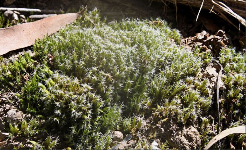 Campylopus Species, Heath Star-Moss