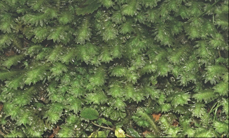 Liverwort Schistochila lehmanniana