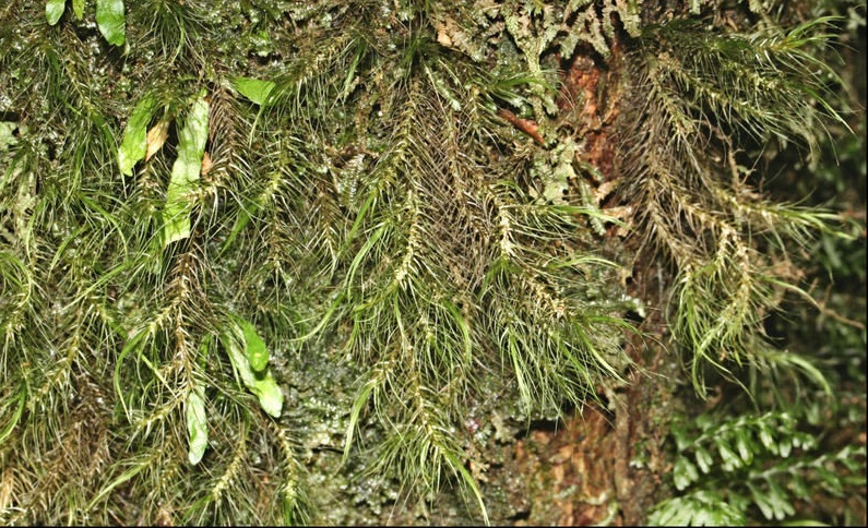Moss Dicranoloma menziesii