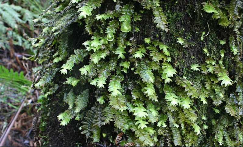 Moss Cyathophorum bulbosum