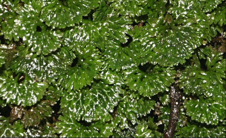 Liverwort Hymenophyton flabellatum