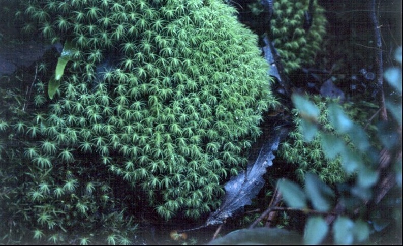 Moss Bartramia mosmaniana