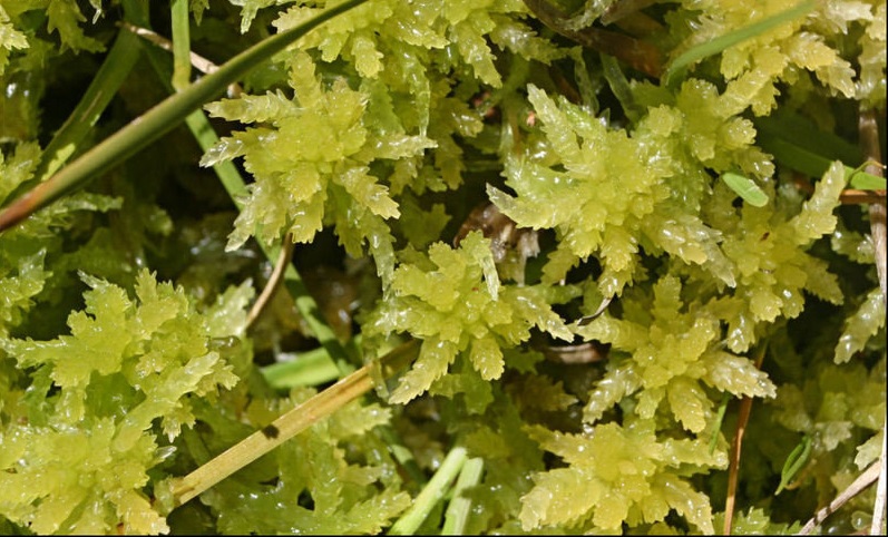 Sphagnum Moss