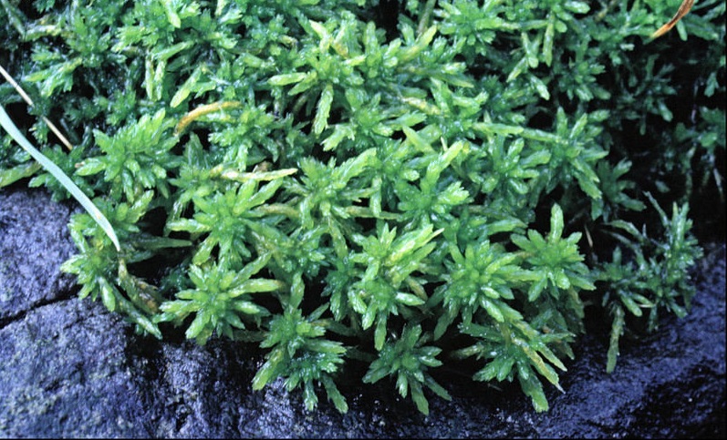 Spoon-leaved Sphagnum, Prairie Sphagnum