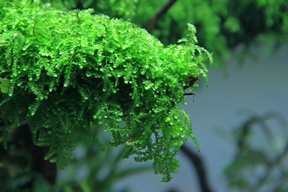 Weeping Moss