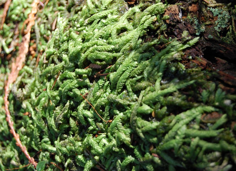 Wavy-leaved Cotton Moss, Flat-moss, Undulate Plagiothecium Moss
