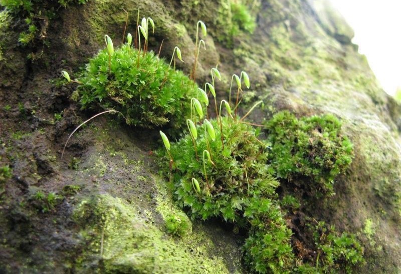 Capillary Thread Moss