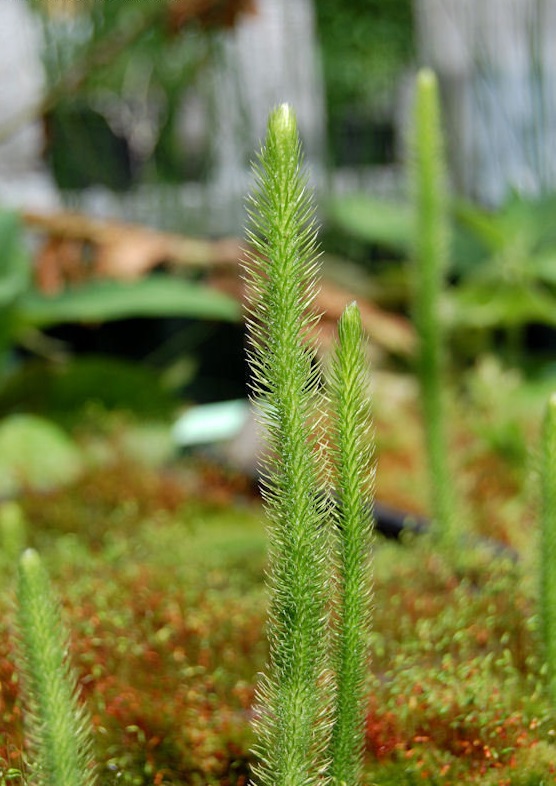 Foxtail Clubmoss