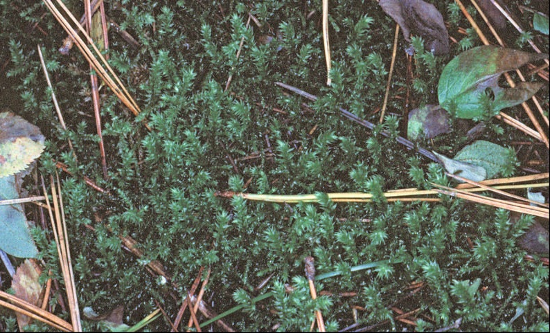Electrified Cats Tail Moss