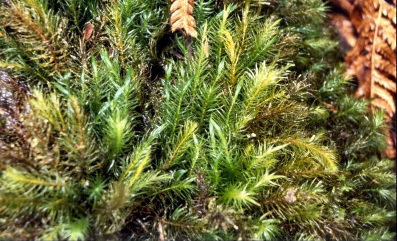 Moss Pyrrhobryum parramattense