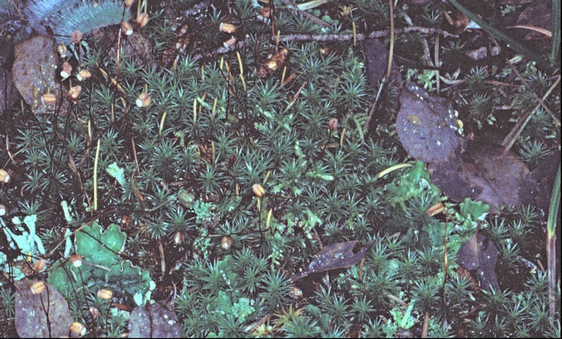 Juniper Haircap Moss