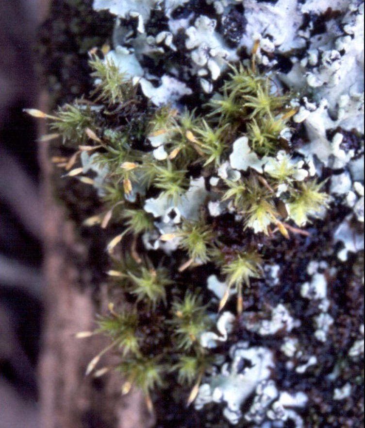 Moss Orthotrichum tasmanicum