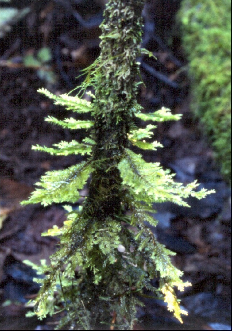 Moss Lopidium concinnum