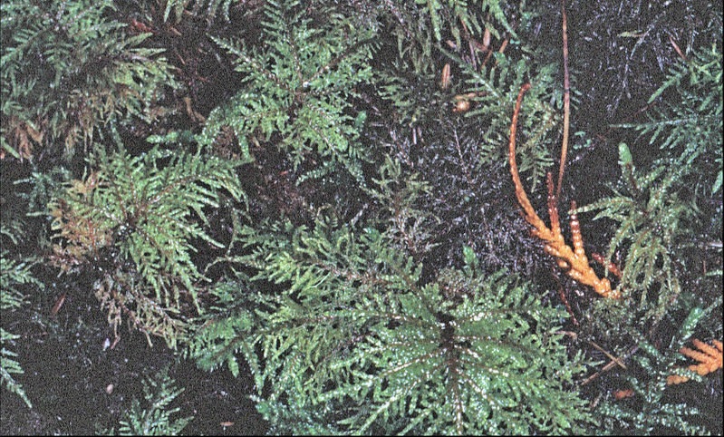 Step Moss