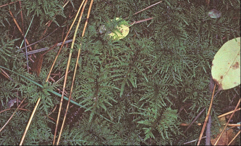 Lacy Fern Moss