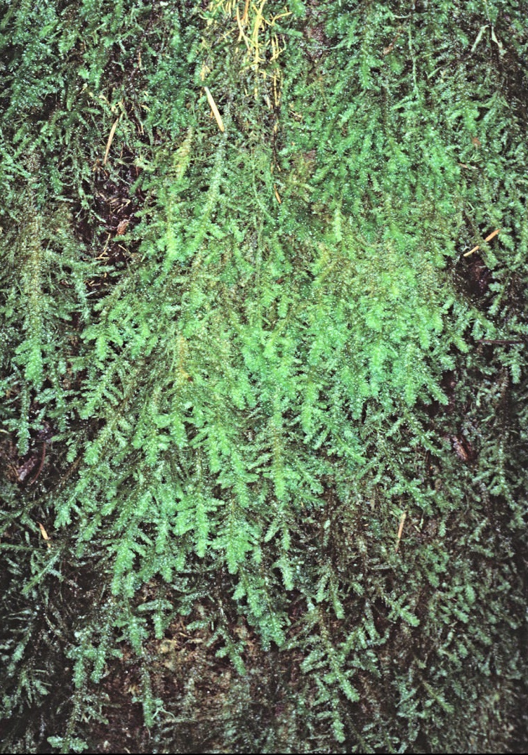 Douglas Neckera Moss