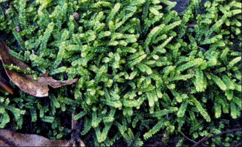 Moss Racopilum cuspidigerum