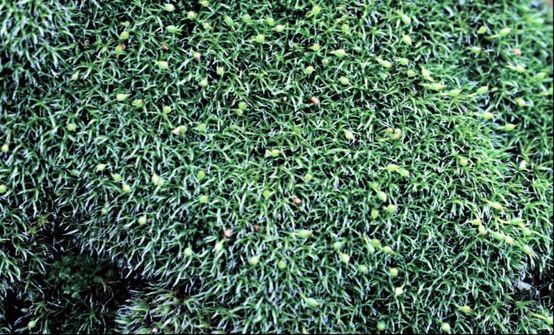 Moss Grimmia pulvinata