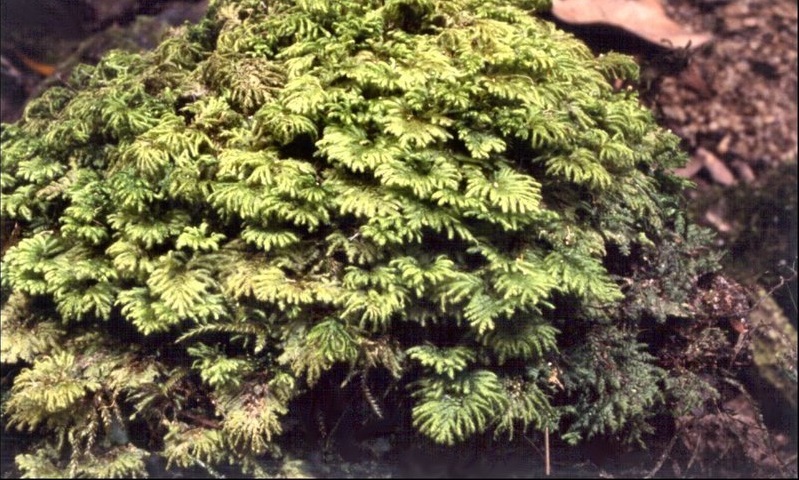 Moss Hypopterygium didictyon