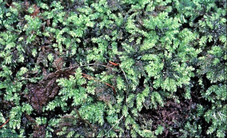 Moss Hypnodendron vitiense