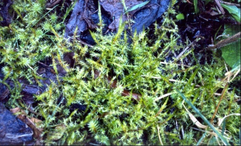 Acrocladium Species, Branching Leaf Moss