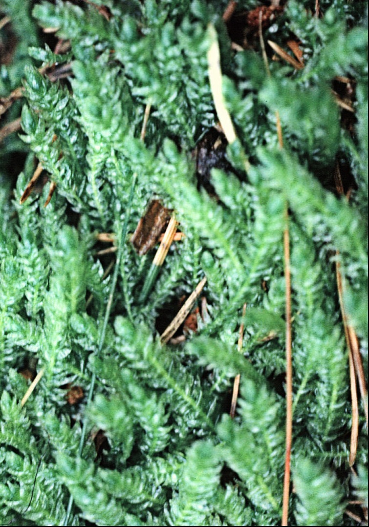 Maidenhair Moss
